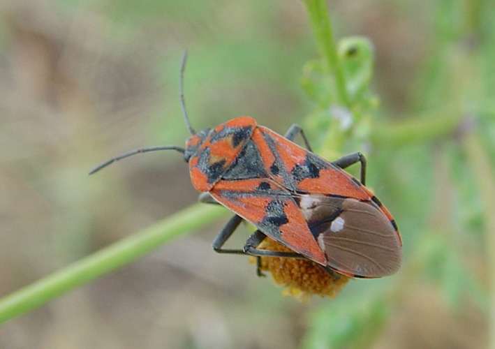 Spilostethus pandurus